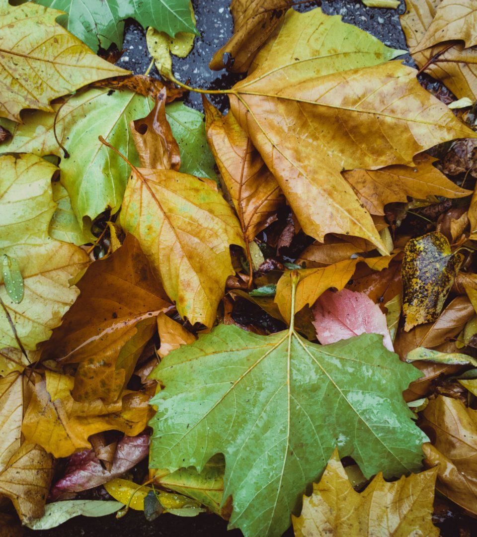Background of wet colorful green and orange leaves in autumnal time on ground
